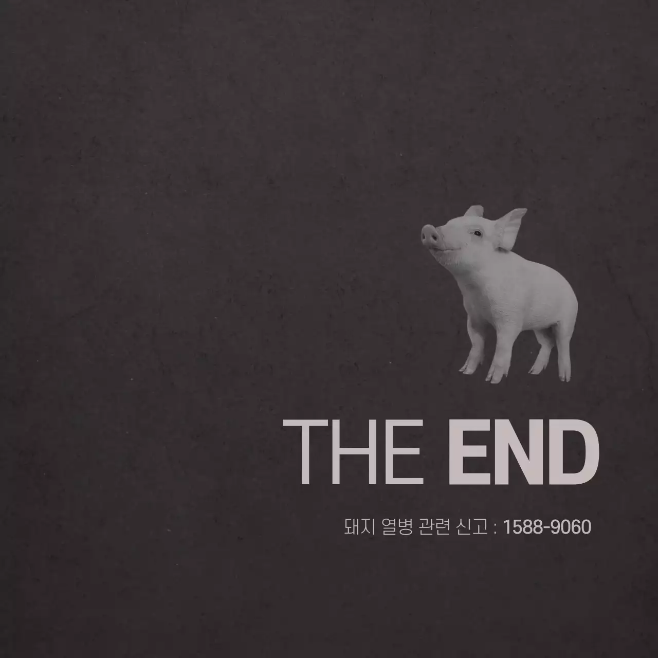 돼지열병 카드뉴스