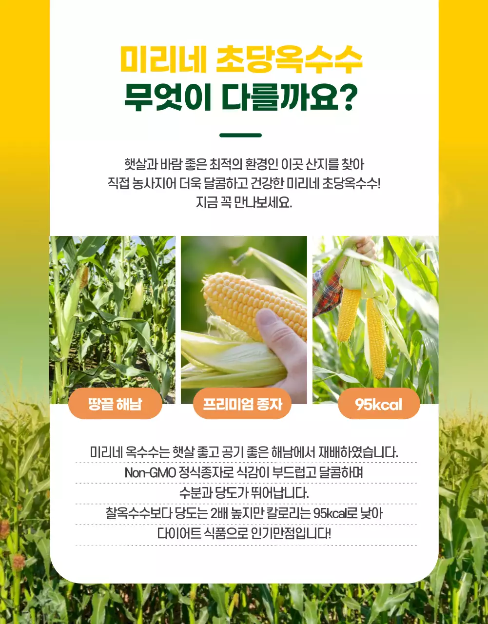 초당옥수수상세