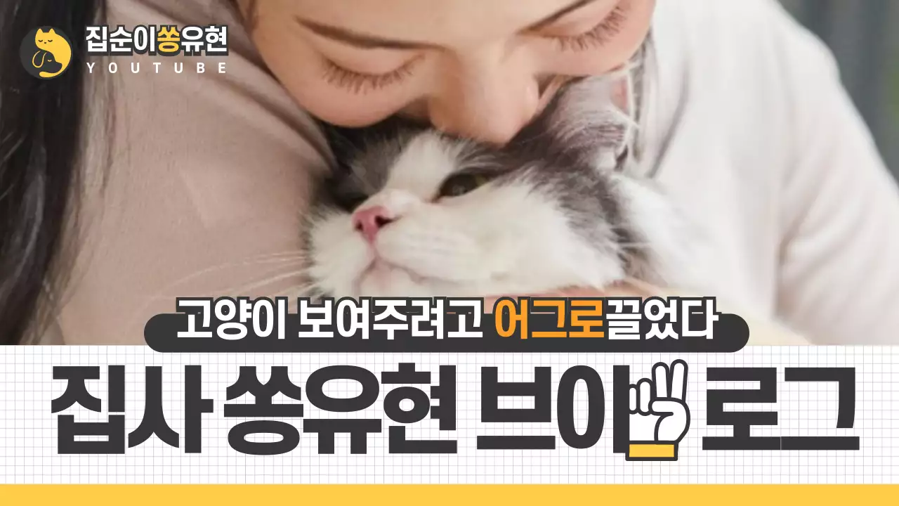 고양이 브이로그