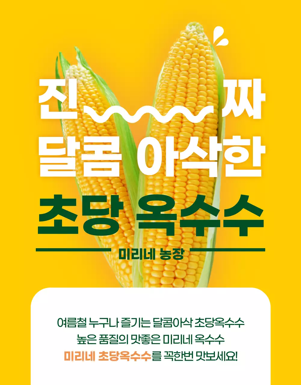 초당옥수수상세