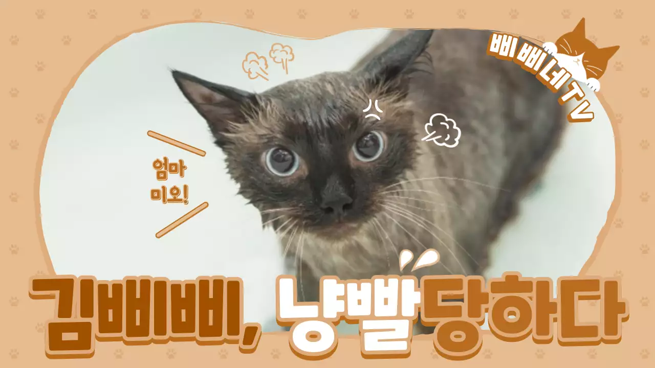 냥튜브 고양이채널