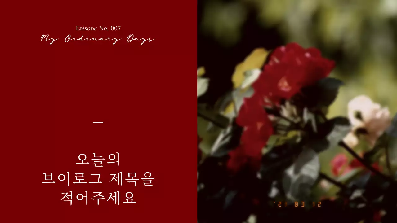 레드 와인의 감성적인 필름사진 컨셉 다이어리 브이로그