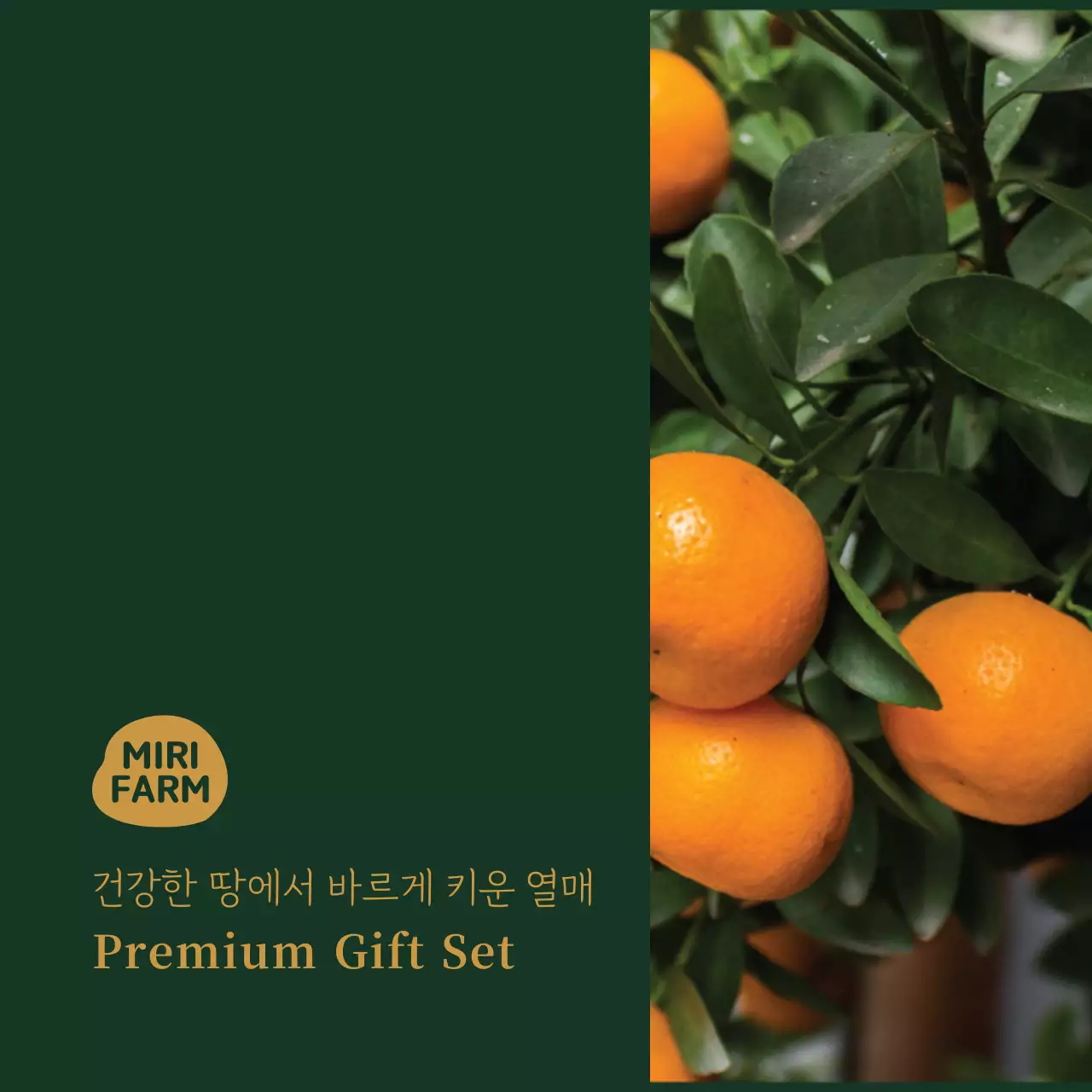 심플 이미지 천혜향 원형스티커