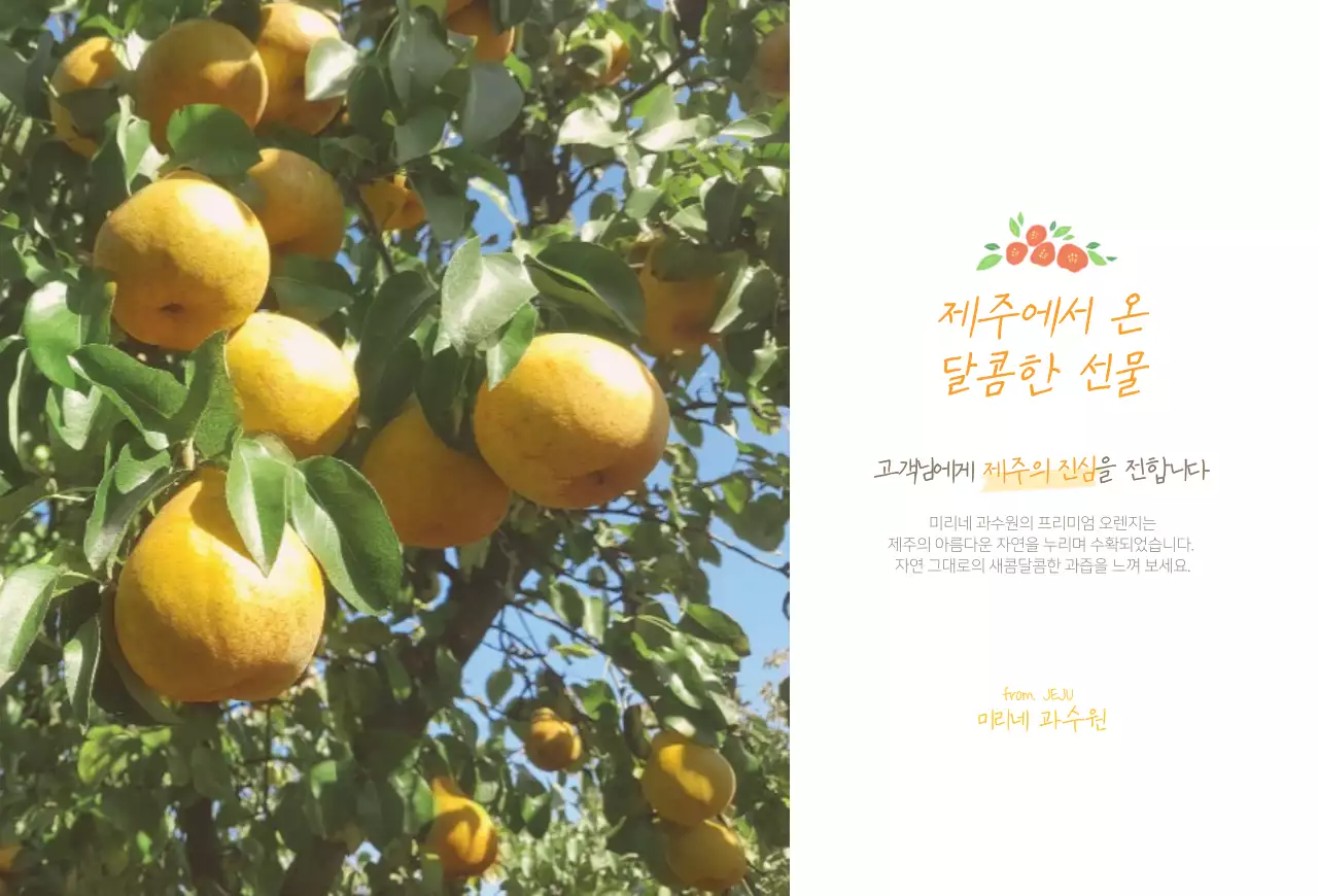 노랑색의 제주도 오렌지 판매 엽서