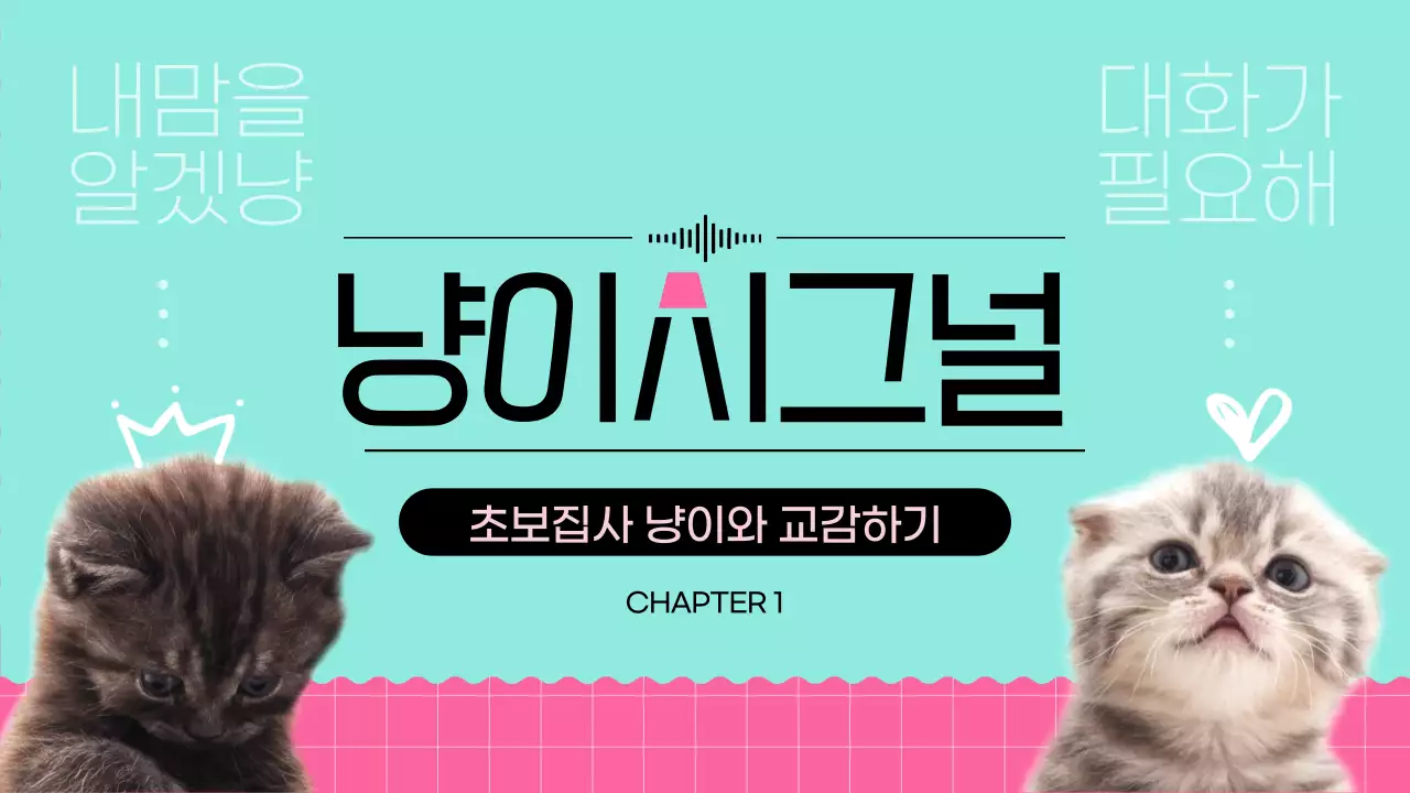 민트색과 분홍색의 고양이 시그널 유튜브