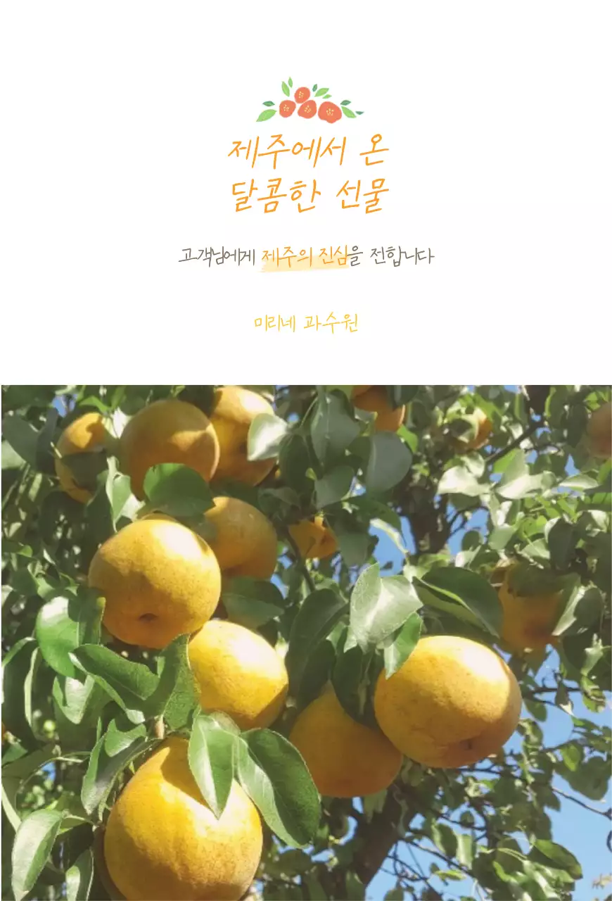 노랑색의 제주도 오렌지 판매 엽서