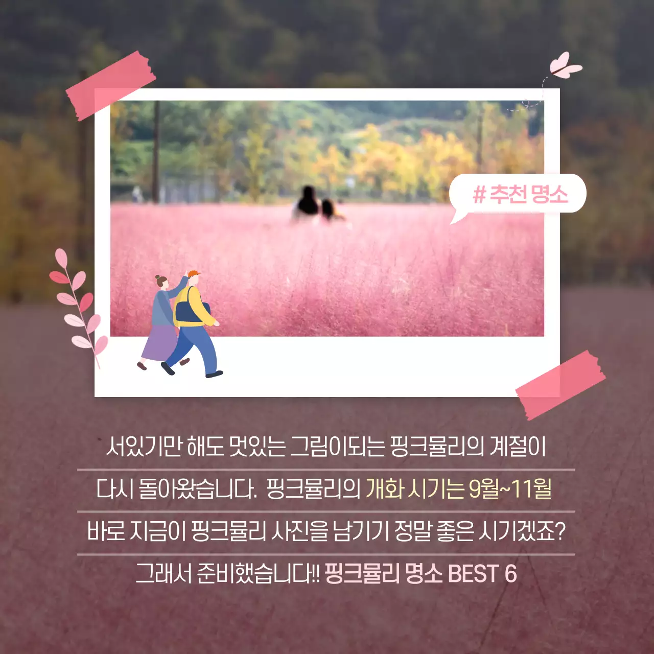 분홍색의 핑크뮬리 명소 카드뉴스 디자인