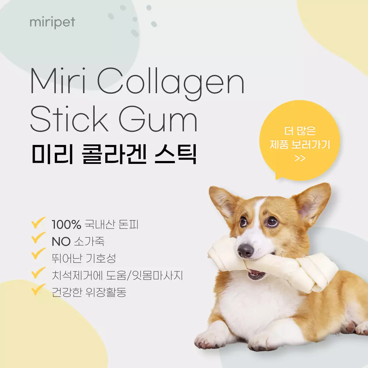 파스텔 톤의 애견 정보 알림