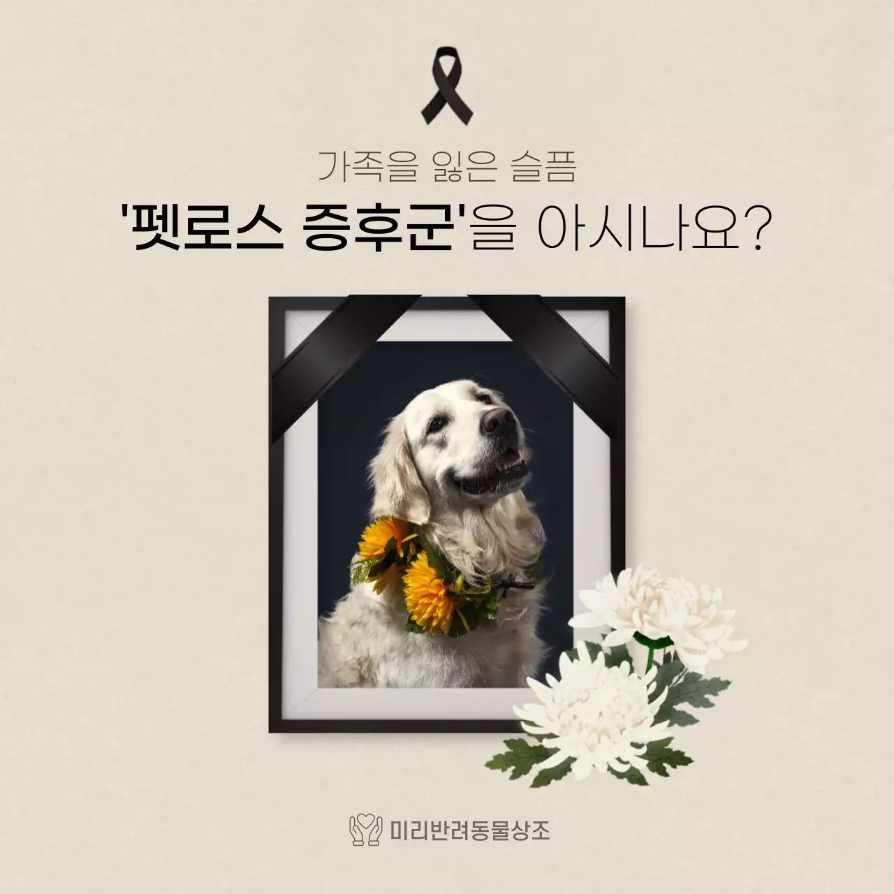 아이보리색의 깔끔한텍스트 반려상조 카드뉴스