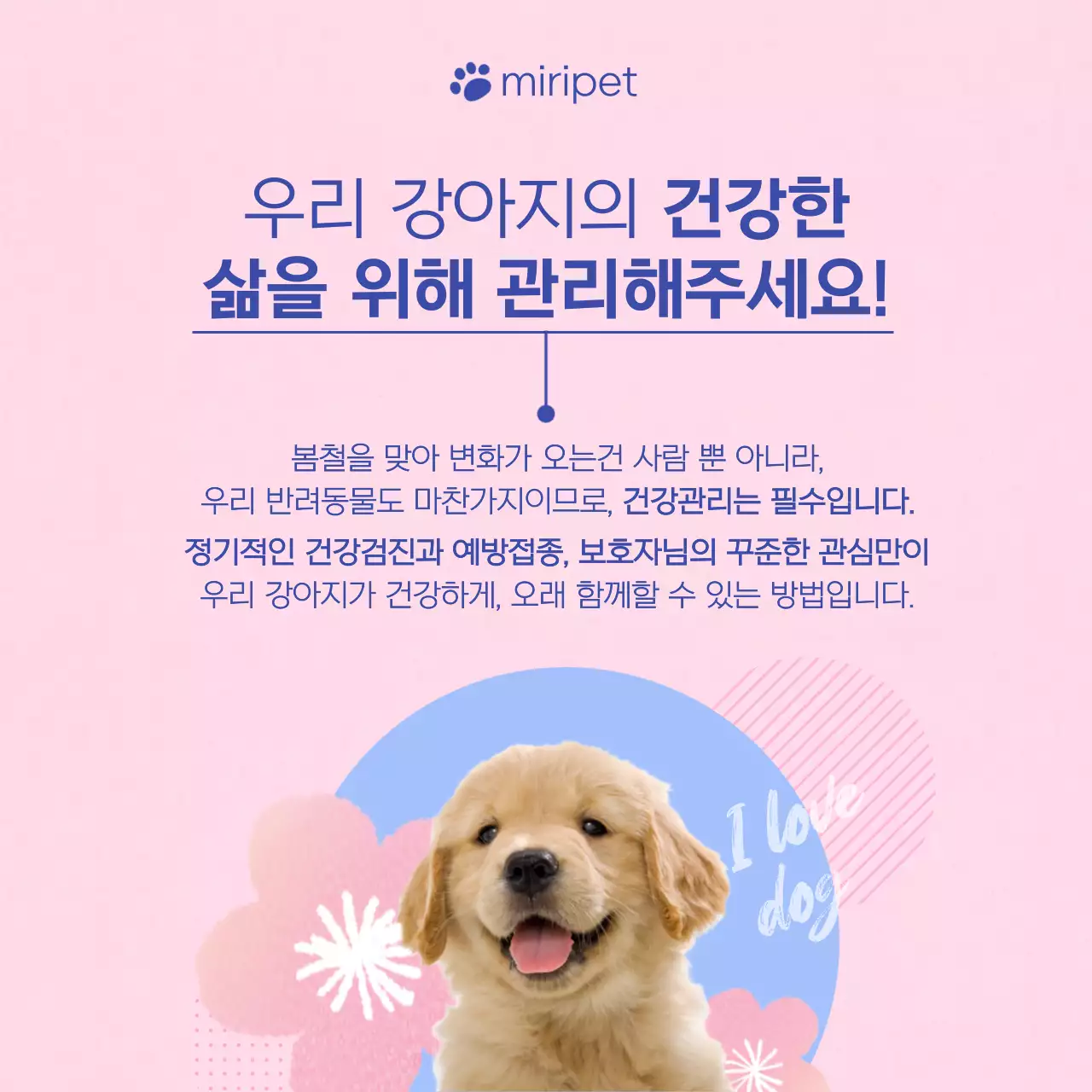 핑크색과 하늘색의 아기자기한 강아지관리법 안내서