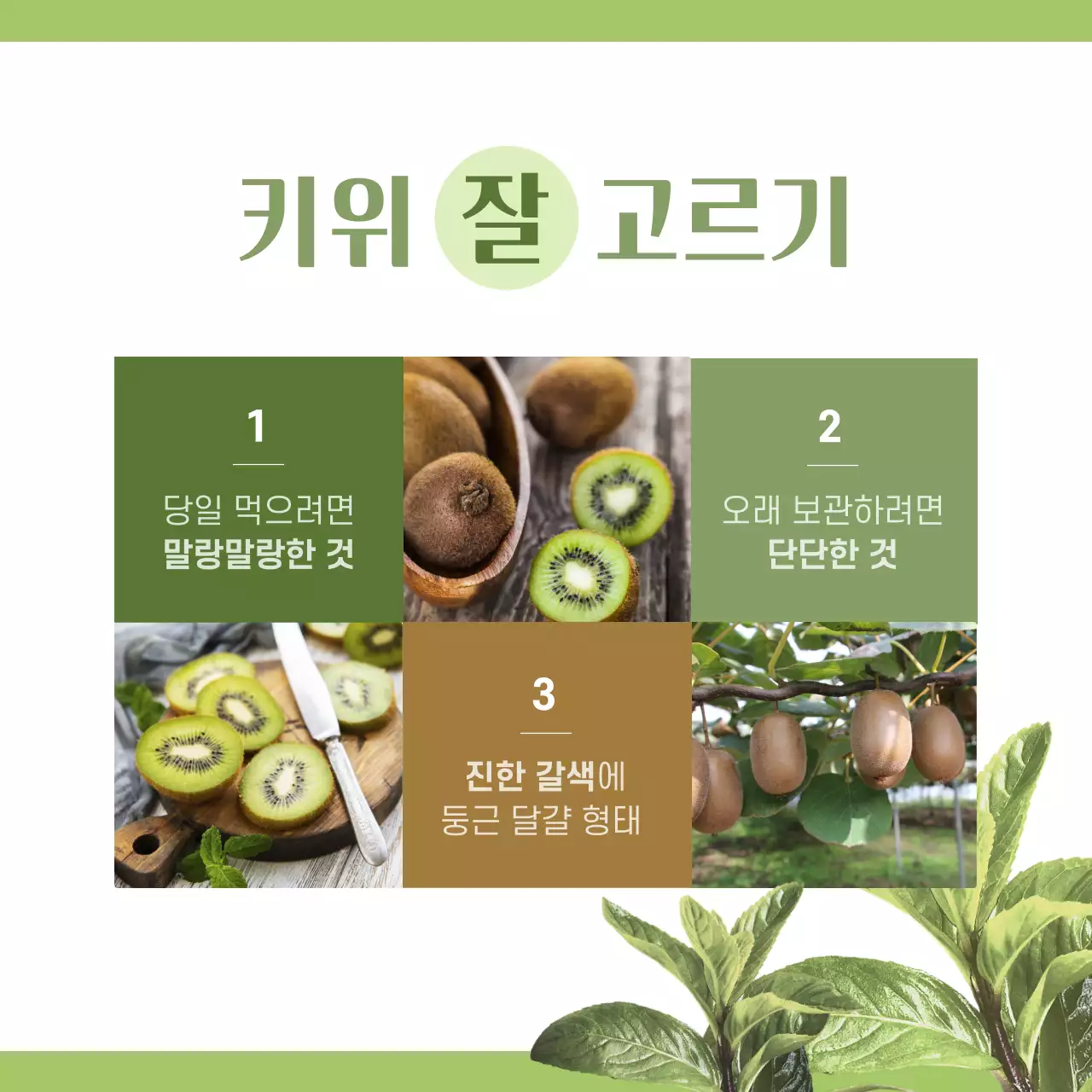 초록색 사진과 캐릭터 조합 깔끔한 컨셉의 키위정보공유 테마