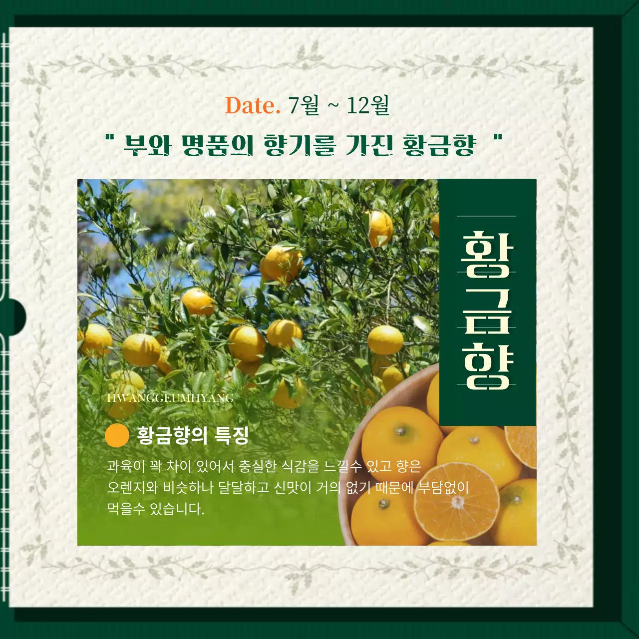 초록색과 주황색의  앨범 책 모양 컨셉의 귤 소개