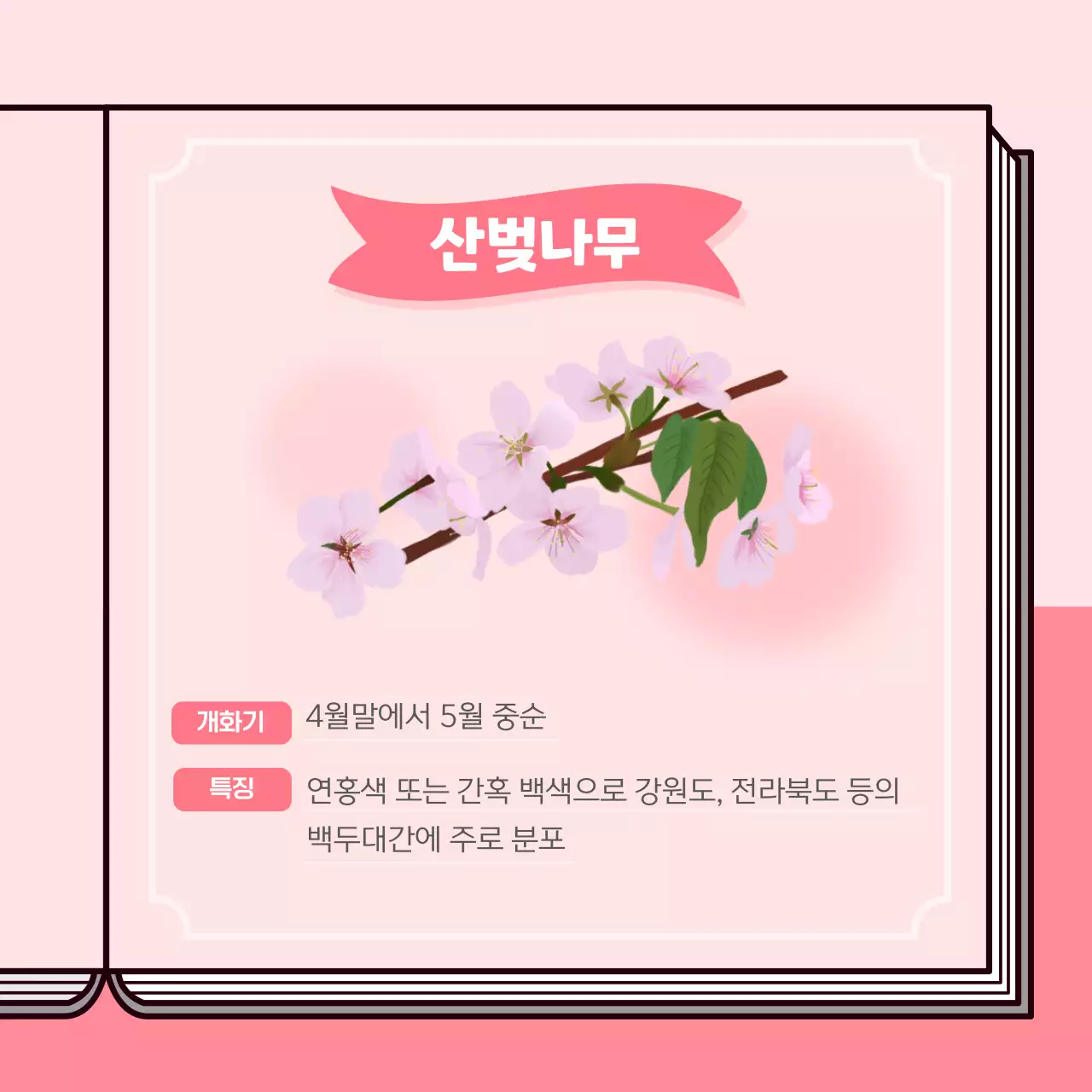 파스텔 계열의 벚꽃 도감 컨셉의 정보제공