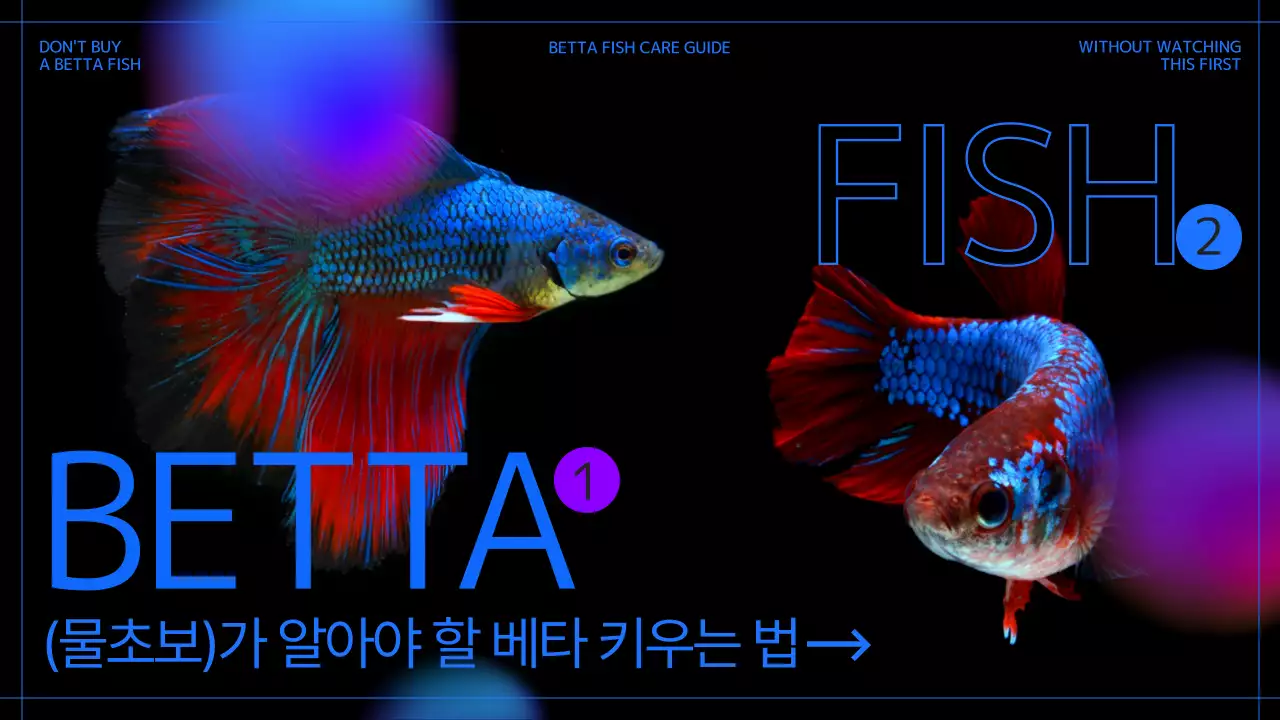 검은색과 파란색의 물생활 초보 물고기 키우기