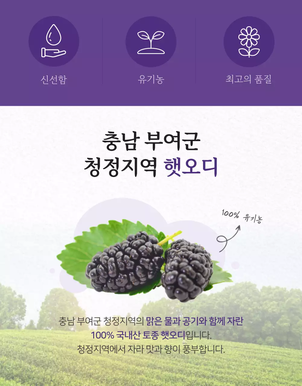 보라색의 신선한 오디생과