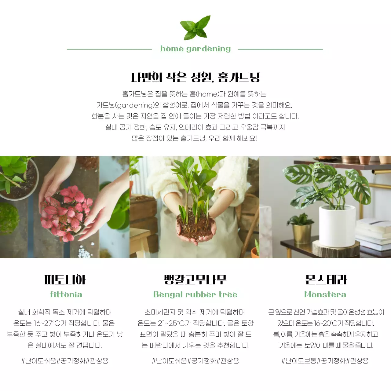 녹색의 가드닝 사진이 있는 깔끔한 공기정화 식물 소개