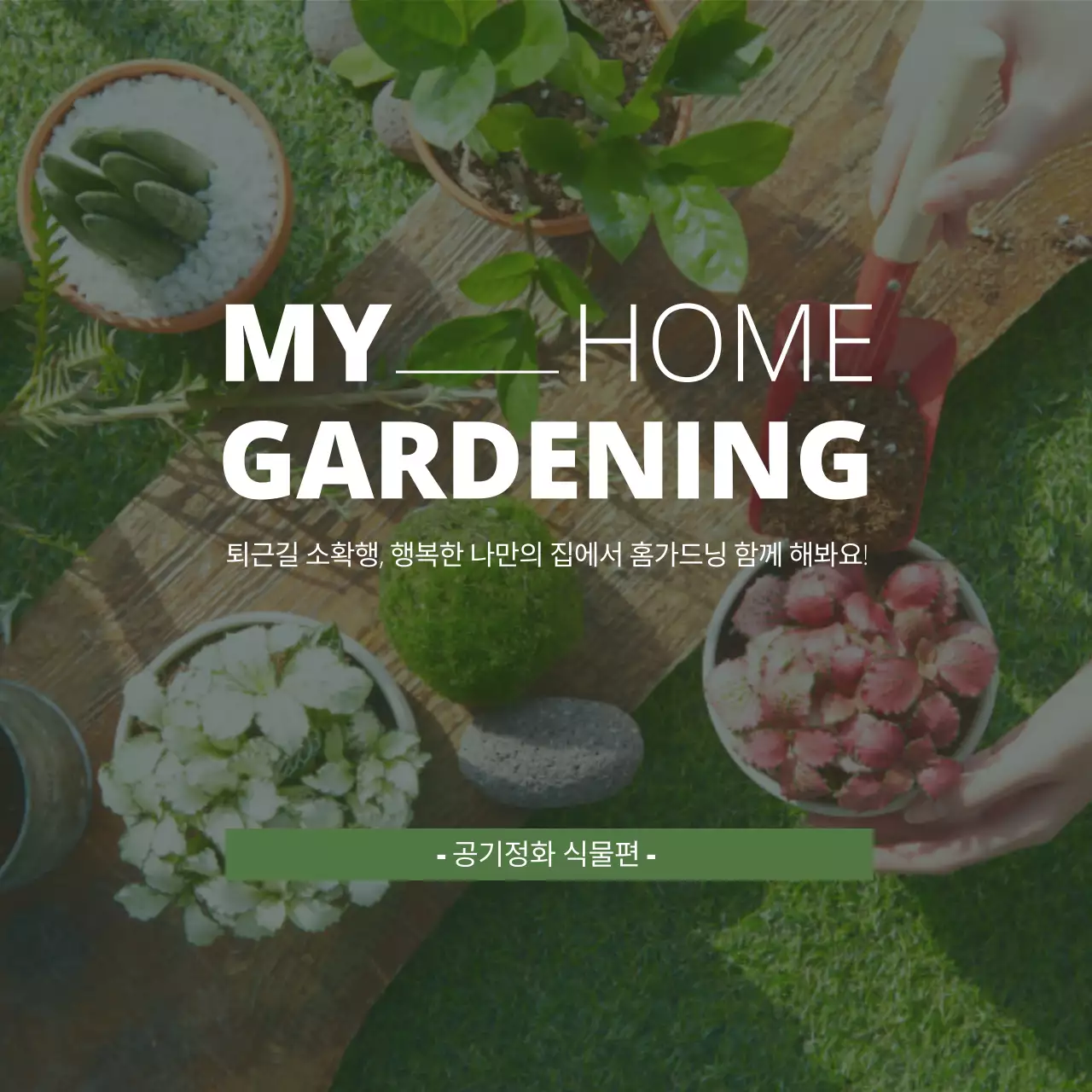 녹색의 가드닝 사진이 있는 깔끔한 공기정화 식물 소개