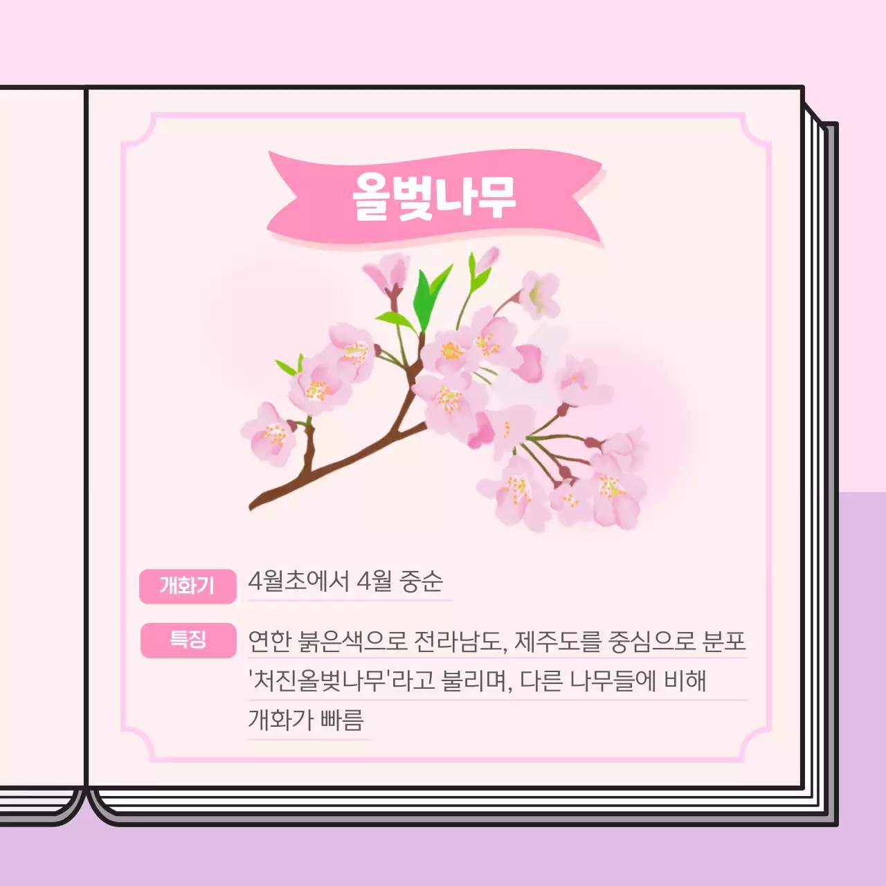 파스텔 계열의 벚꽃 도감 컨셉의 정보제공