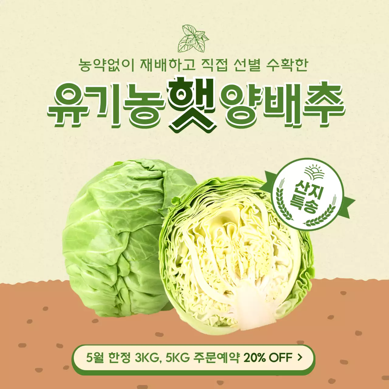 올리브와 베이지색 깔끔한 컨셉의 양배추 홍보 테마