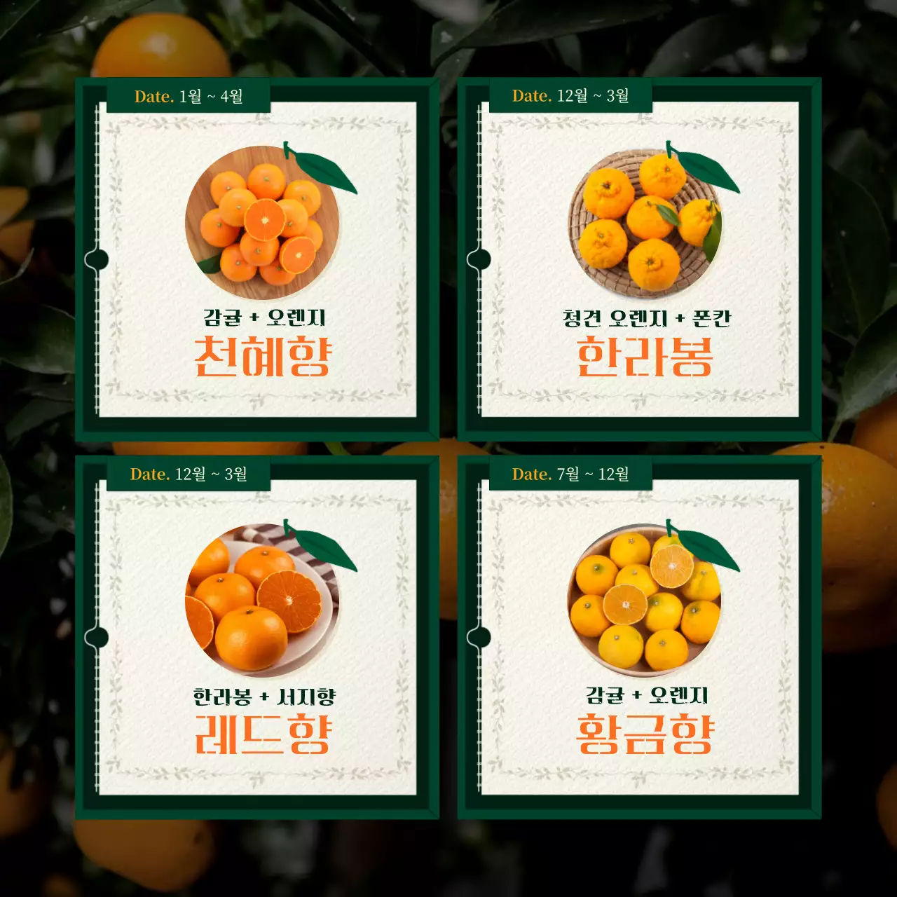 초록색과 주황색의  앨범 책 모양 컨셉의 귤 소개