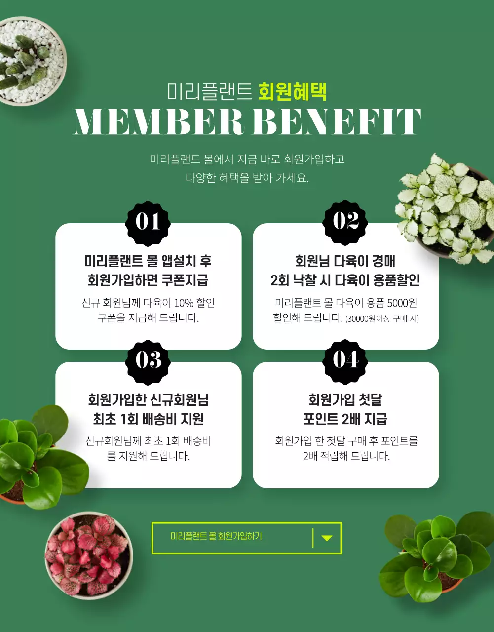 녹색의 실사 사진 다육이 경매 몰