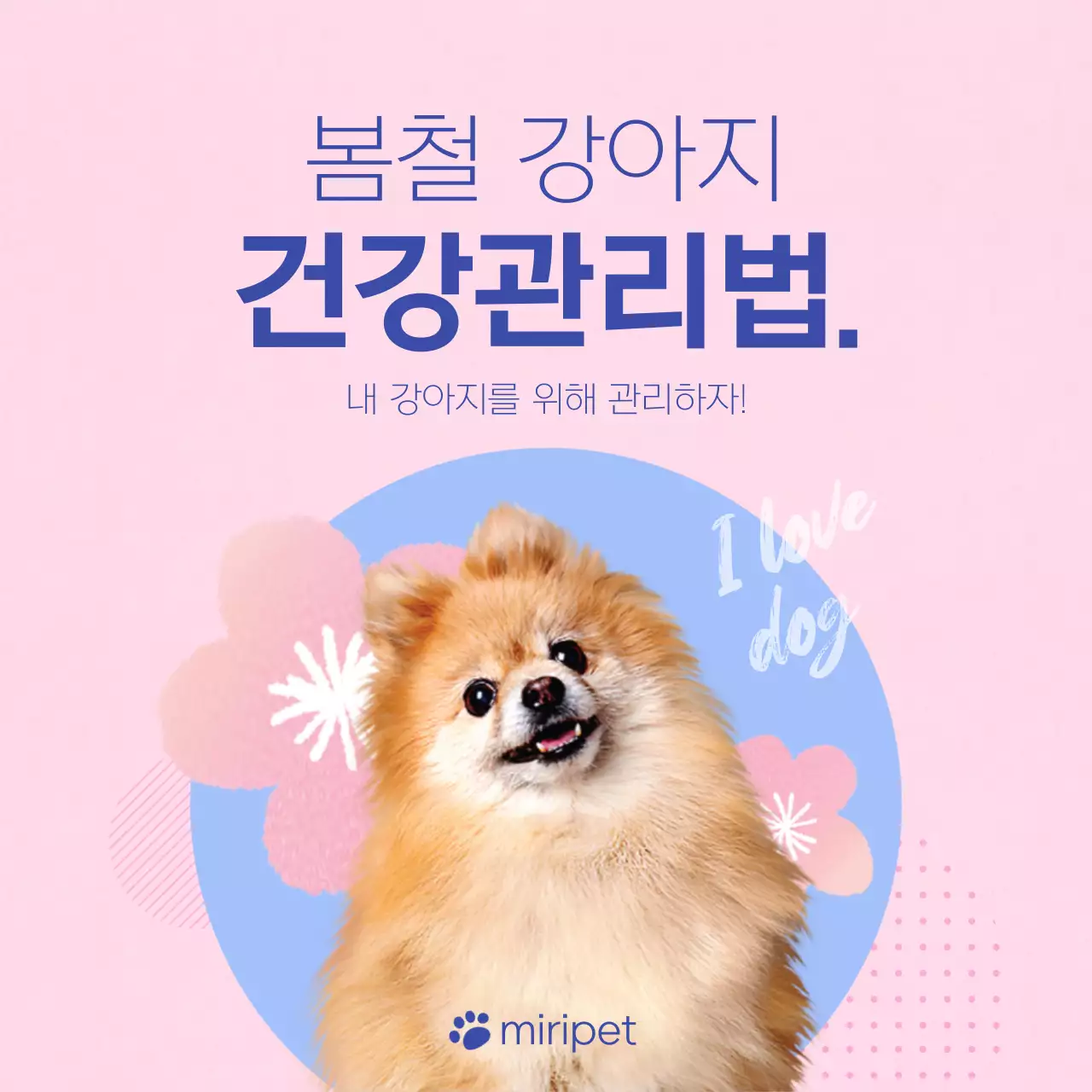 핑크색과 하늘색의 아기자기한 강아지관리법 안내서