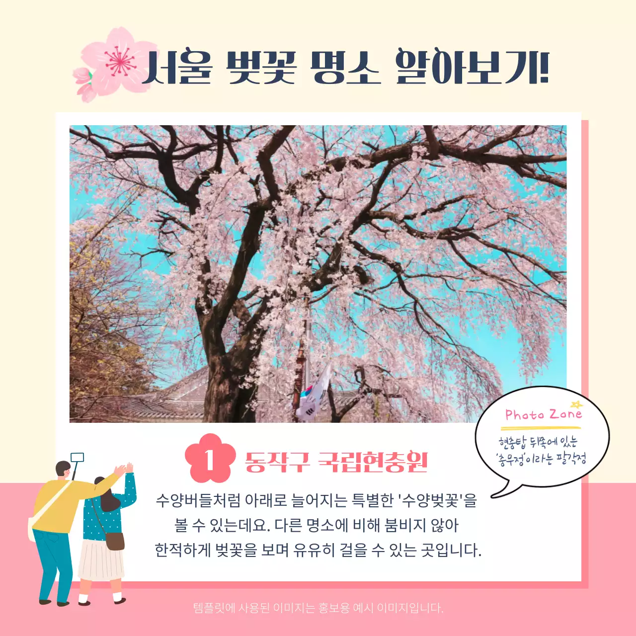 핑크색의 일러스트 벚꽃 명소 및 개화시기