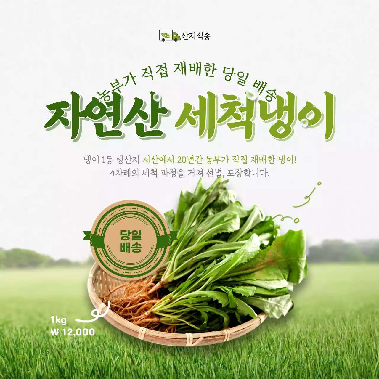 녹색의 신선한 야채 채소테마