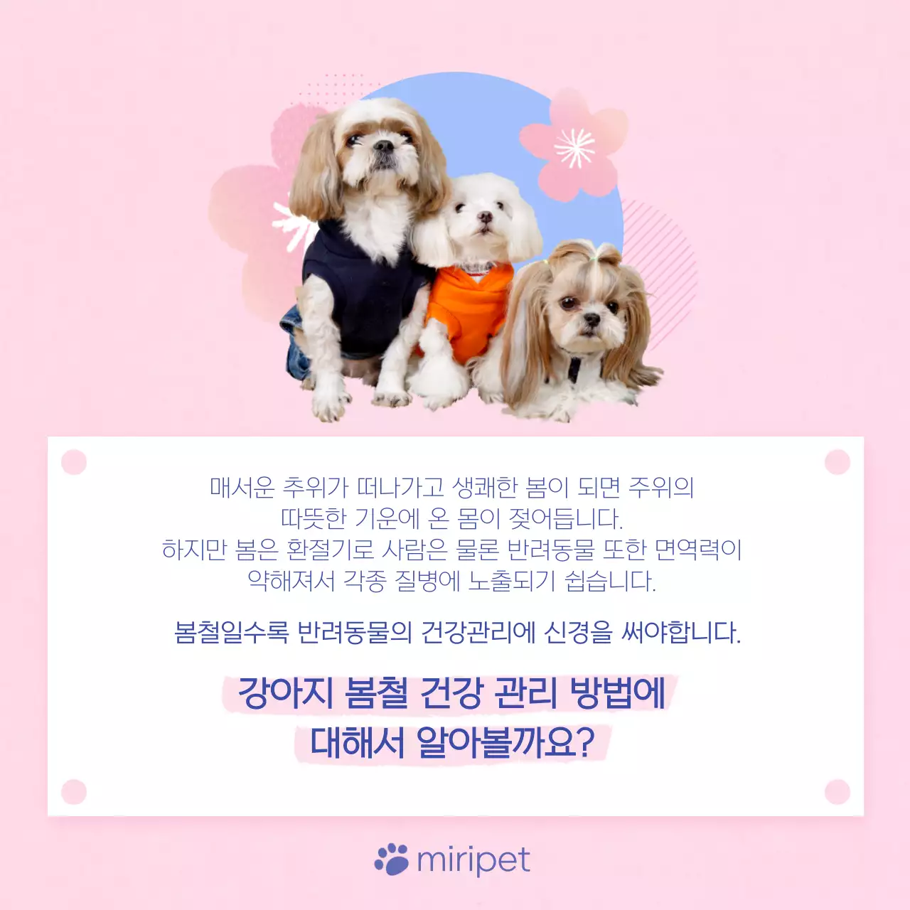 핑크색과 하늘색의 아기자기한 강아지관리법 안내서