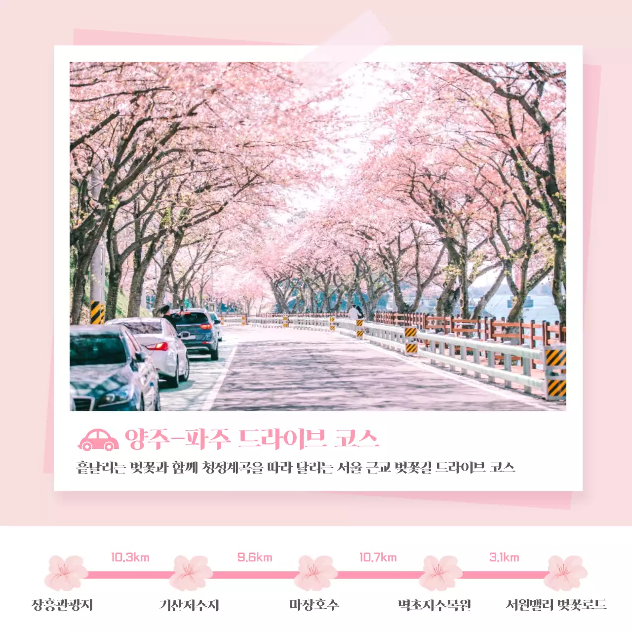 분홍색 봄 테마 벚꽃철 드라이브 코스