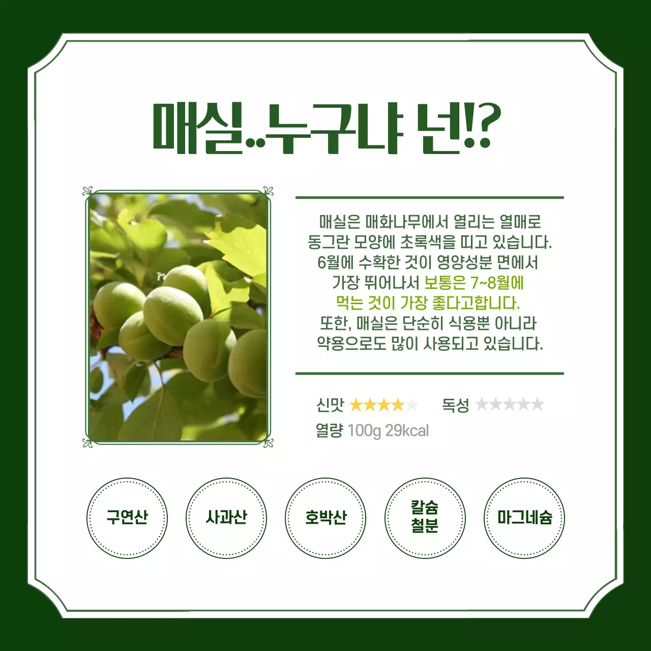 초록색 분위기의 매실의 효능 카드뉴스 디자인