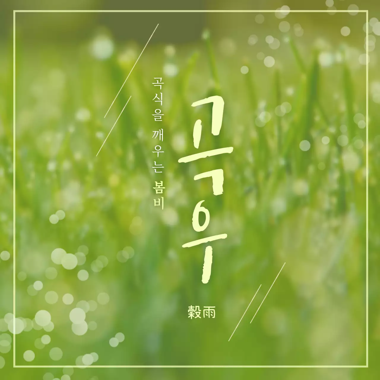 녹색 컬러의 봄비가 내리는 농사의 시작 절기 곡우