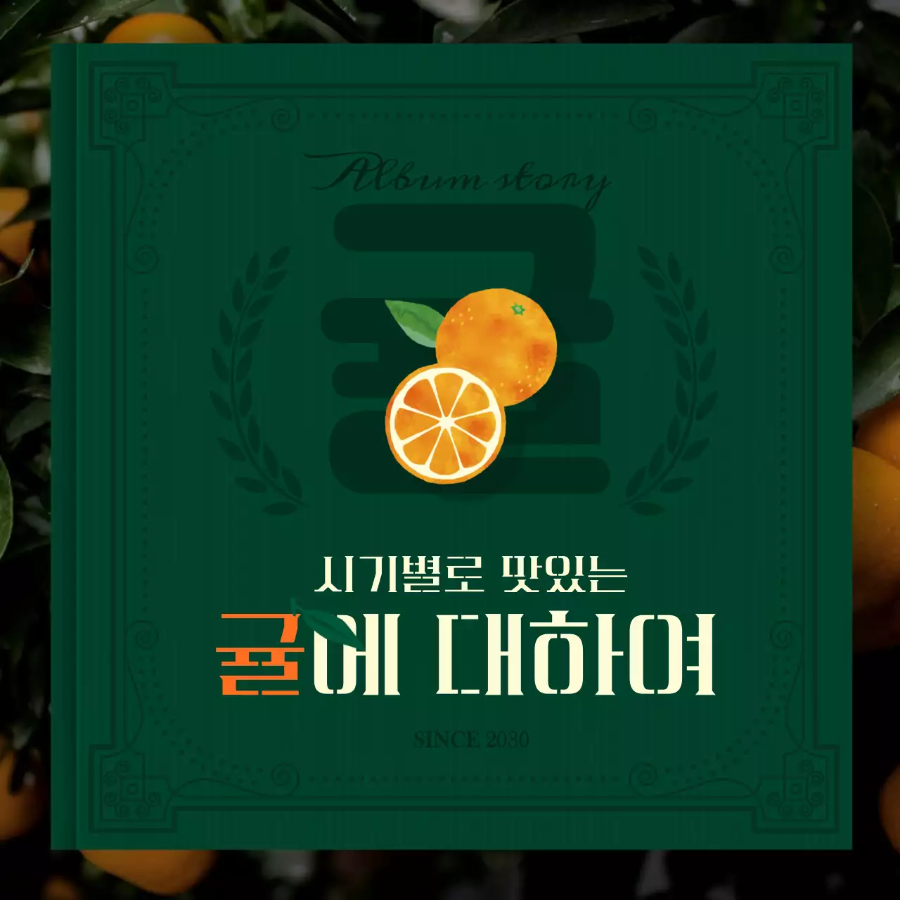 초록색과 주황색의  앨범 책 모양 컨셉의 귤 소개