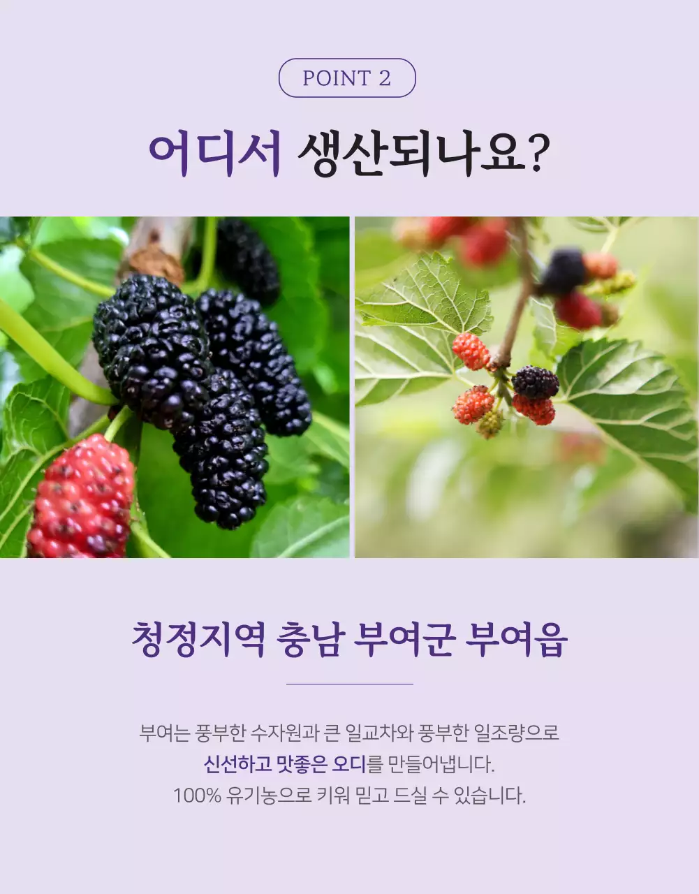 보라색의 신선한 오디생과