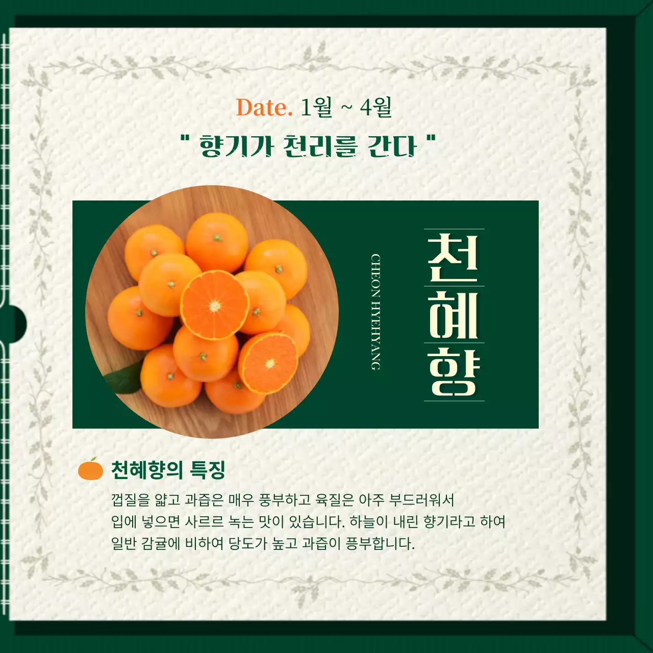 초록색과 주황색의  앨범 책 모양 컨셉의 귤 소개