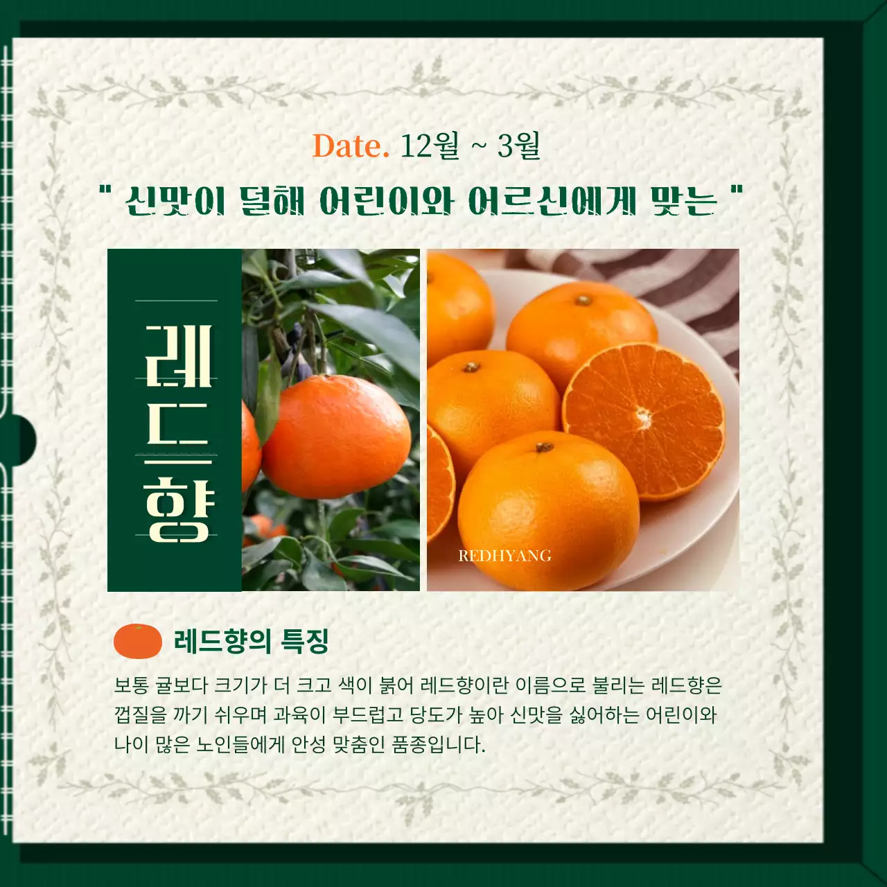 초록색과 주황색의  앨범 책 모양 컨셉의 귤 소개