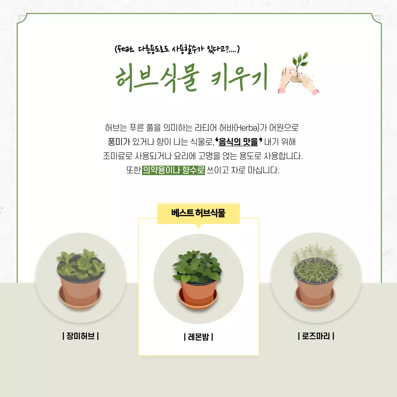 초록색과 노랑의 자연적인 허브 식물 키우기 정보