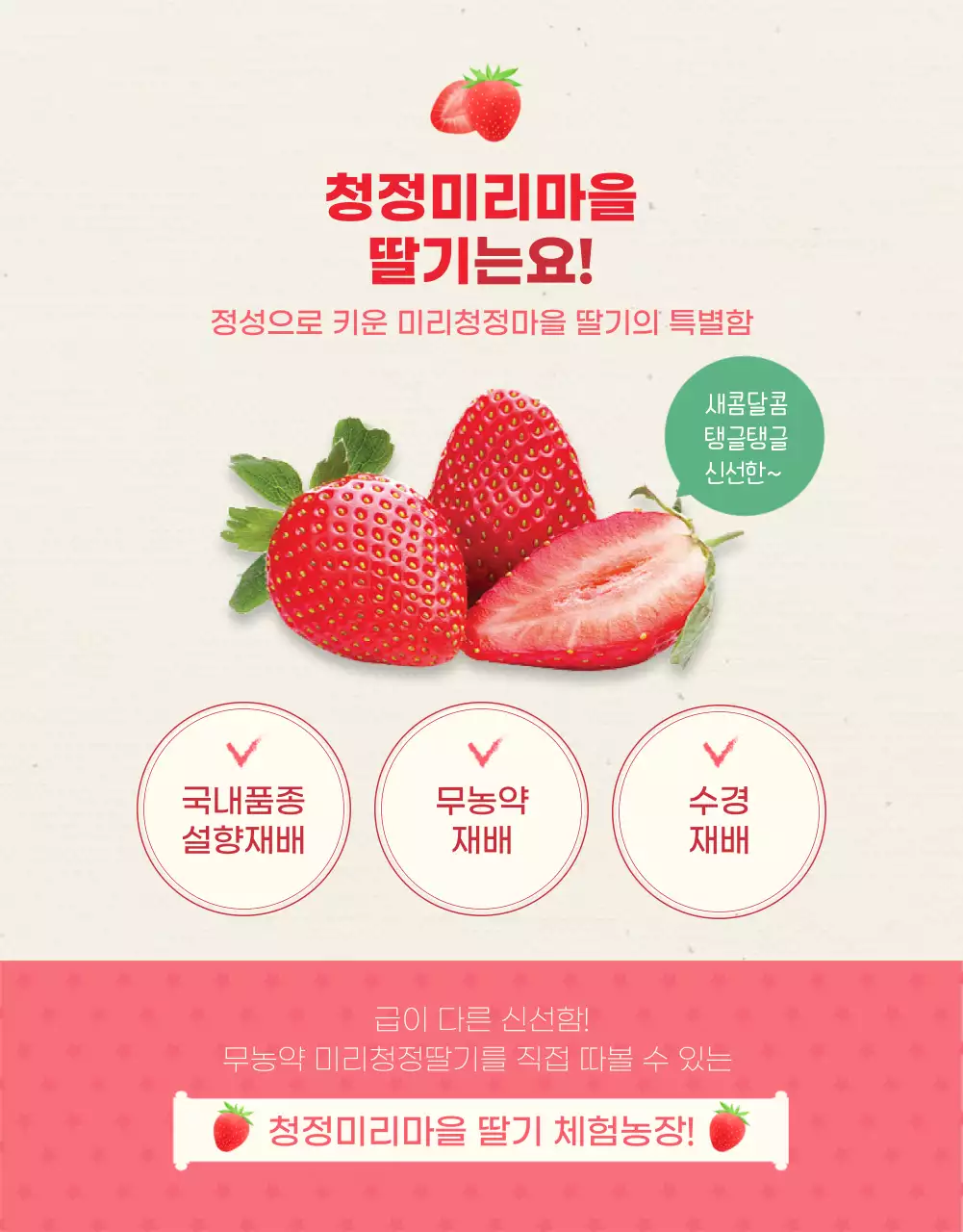 핑크컬러의 일러스트 딸기농장체험 상세페이지