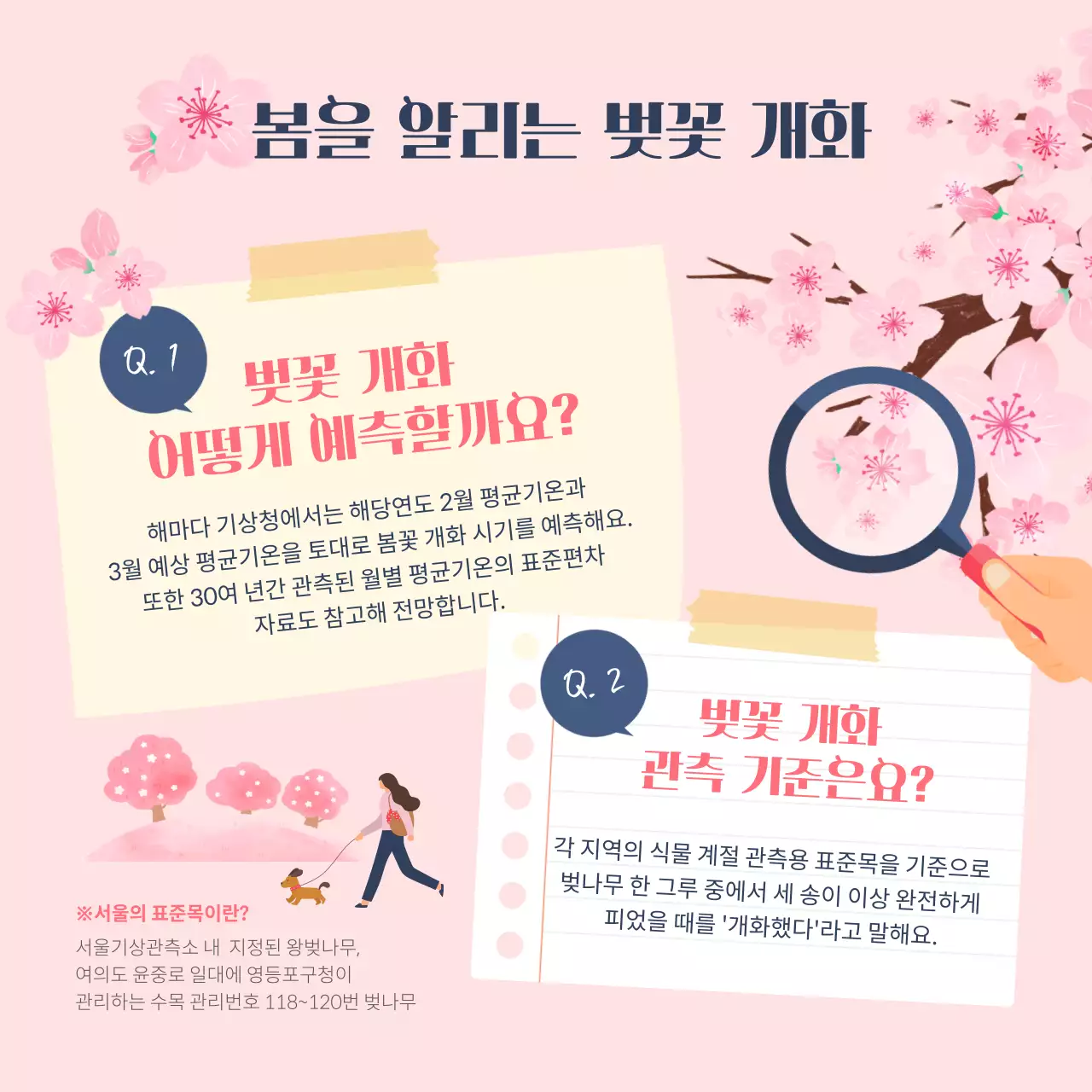 핑크색의 일러스트 벚꽃 명소 및 개화시기