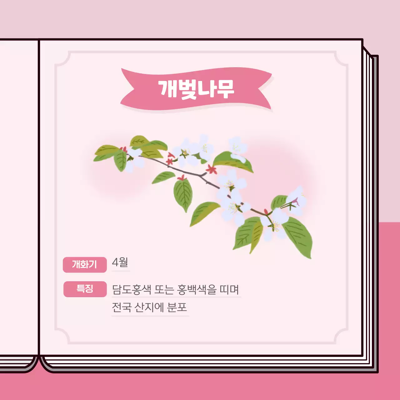 파스텔 계열의 벚꽃 도감 컨셉의 정보제공