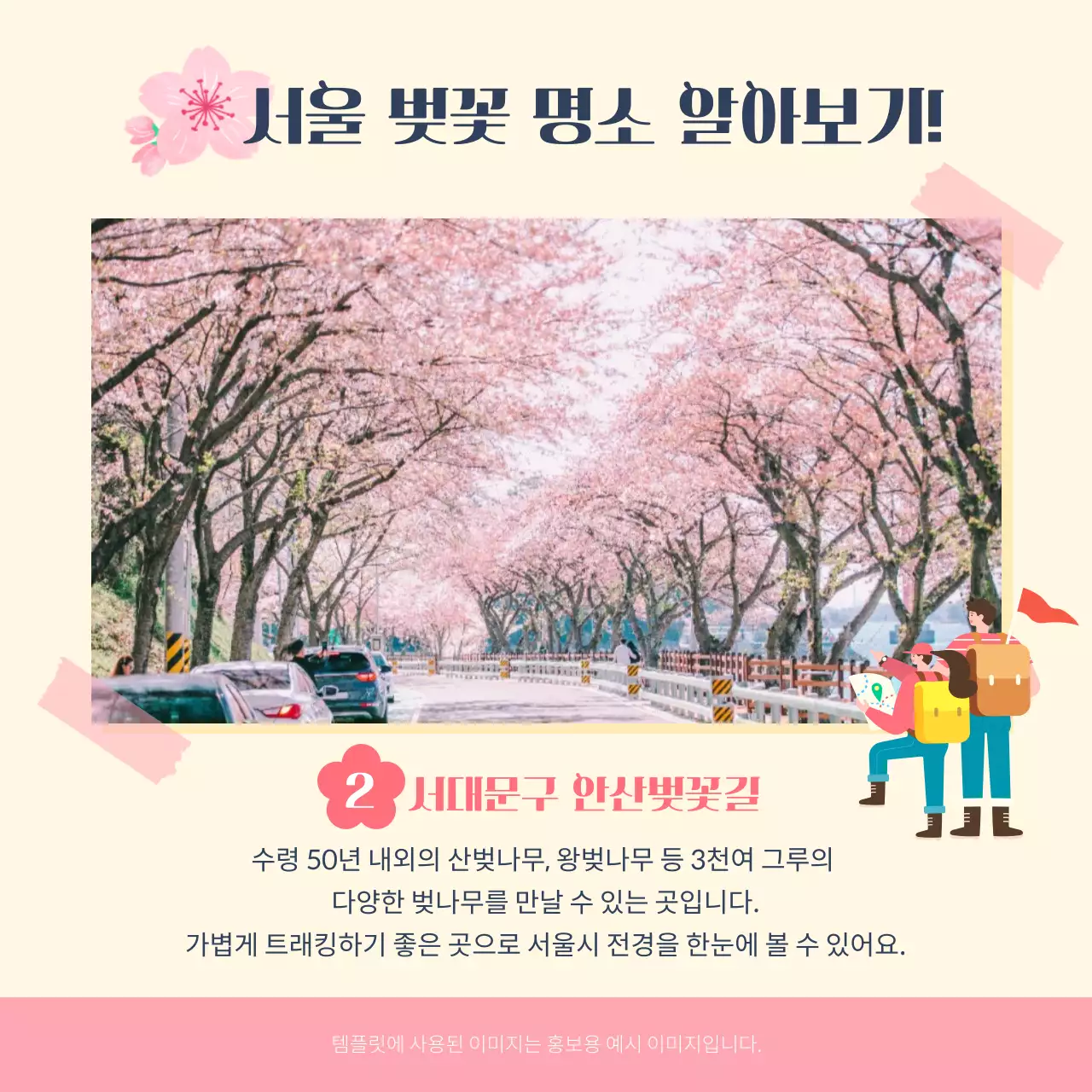 핑크색의 일러스트 벚꽃 명소 및 개화시기