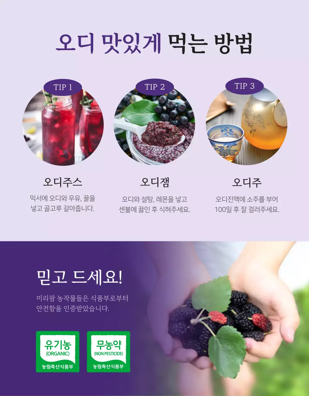 보라색의 신선한 오디생과