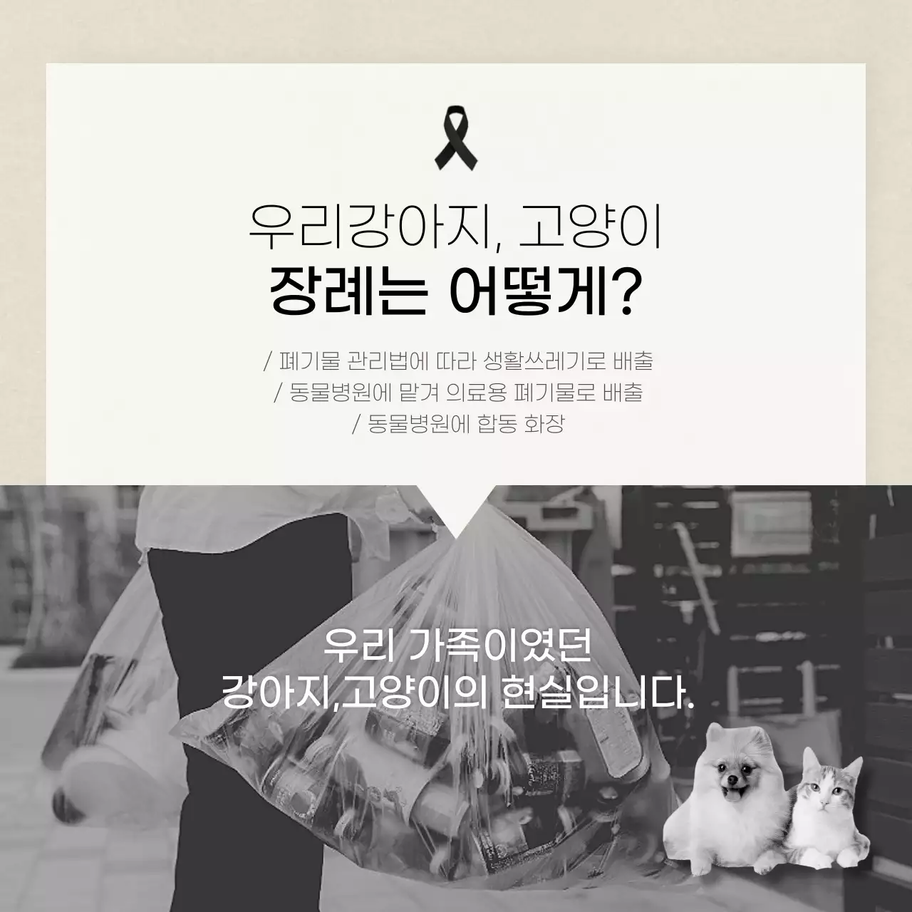 아이보리색의 깔끔한텍스트 반려상조 카드뉴스