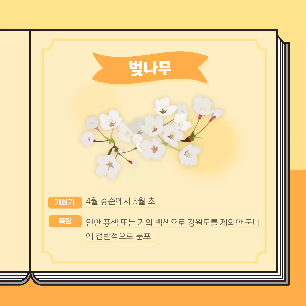 파스텔 계열의 벚꽃 도감 컨셉의 정보제공