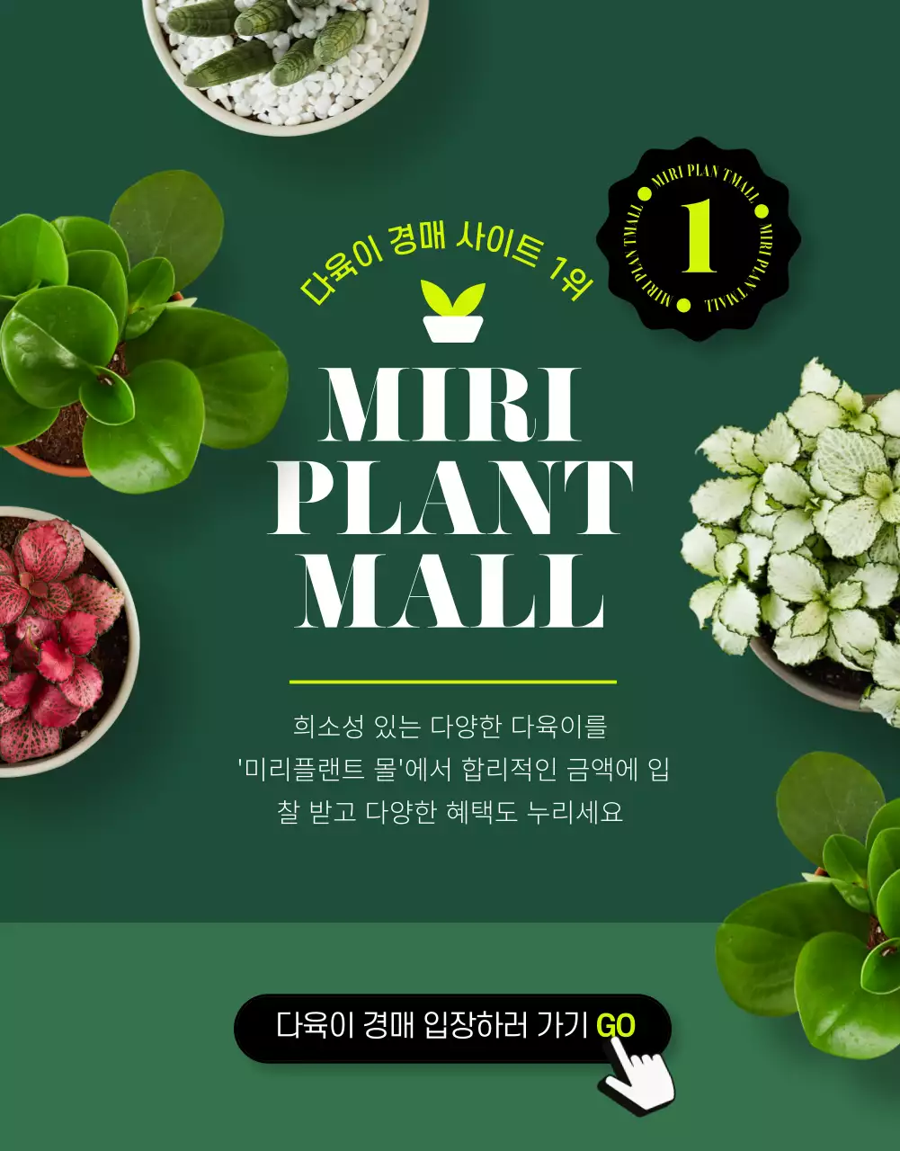 녹색의 실사 사진 다육이 경매 몰