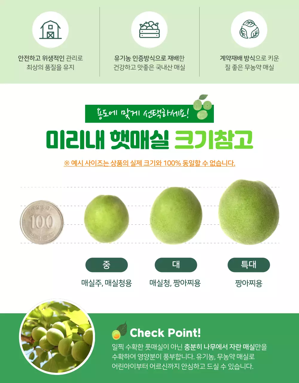 초록색 상큼한 유기농 컨셉의 매실 (상세페이지)