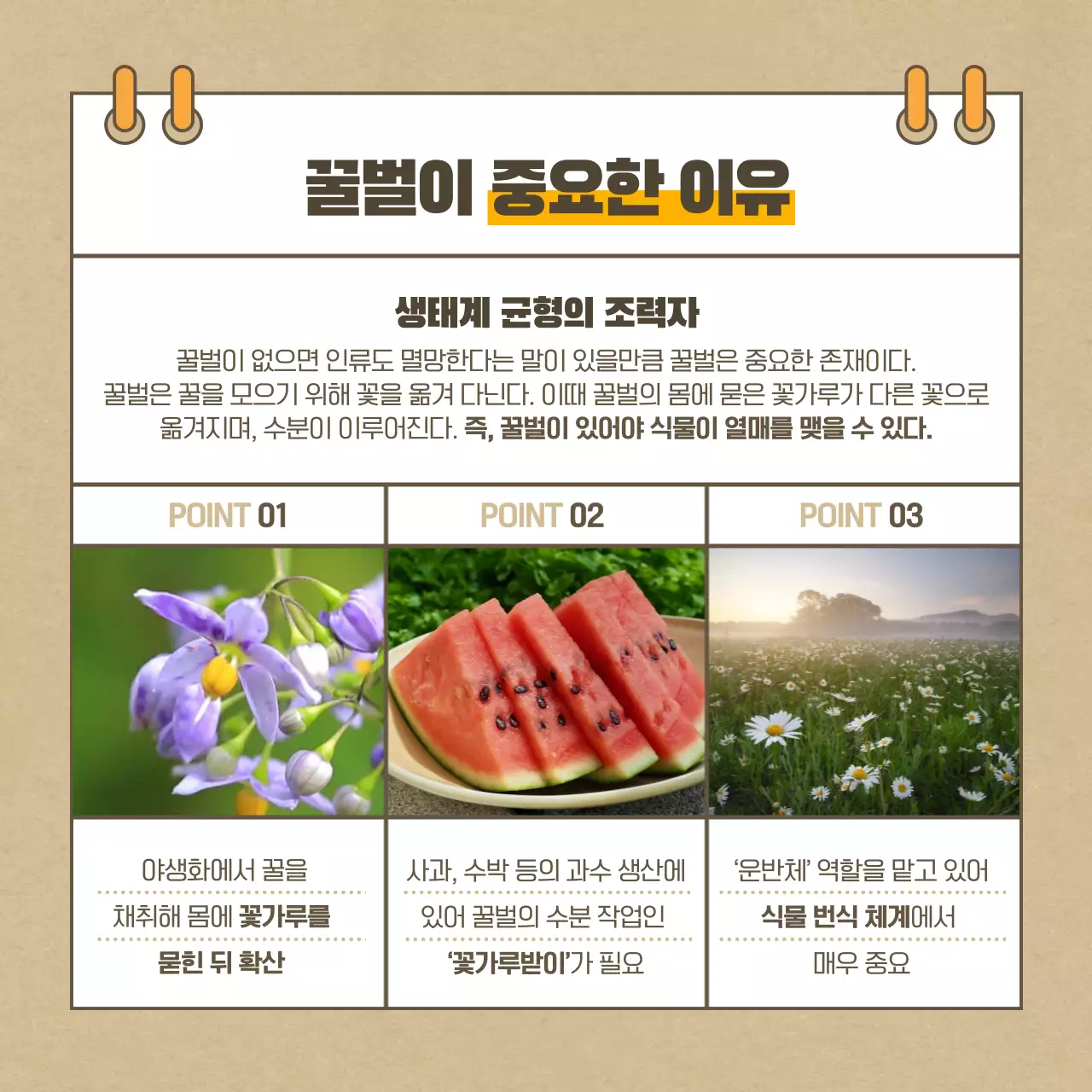 베이지색의 꿀벌 실종사건 카드뉴스 디자인