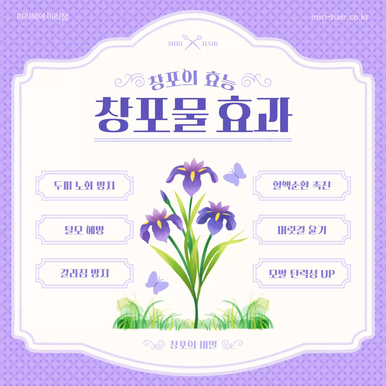 보라색의 일러스트 컨셉 단오와 창포 정보 소개