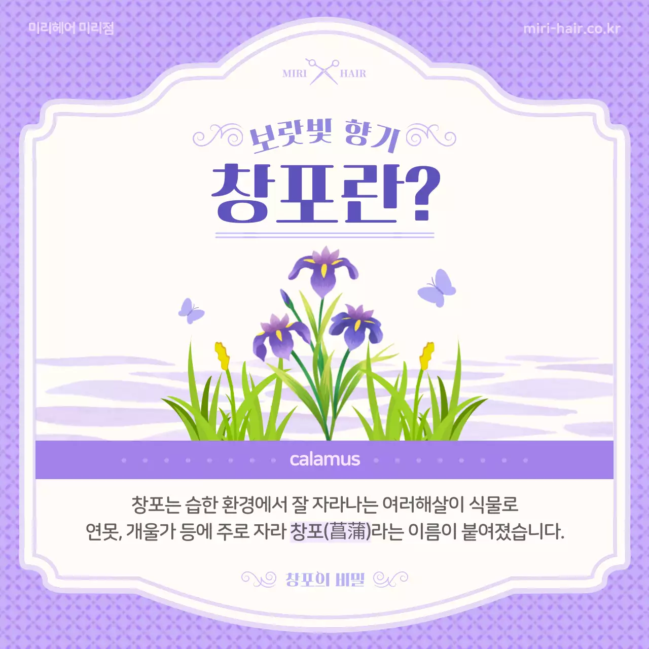 보라색의 일러스트 컨셉 단오와 창포 정보 소개