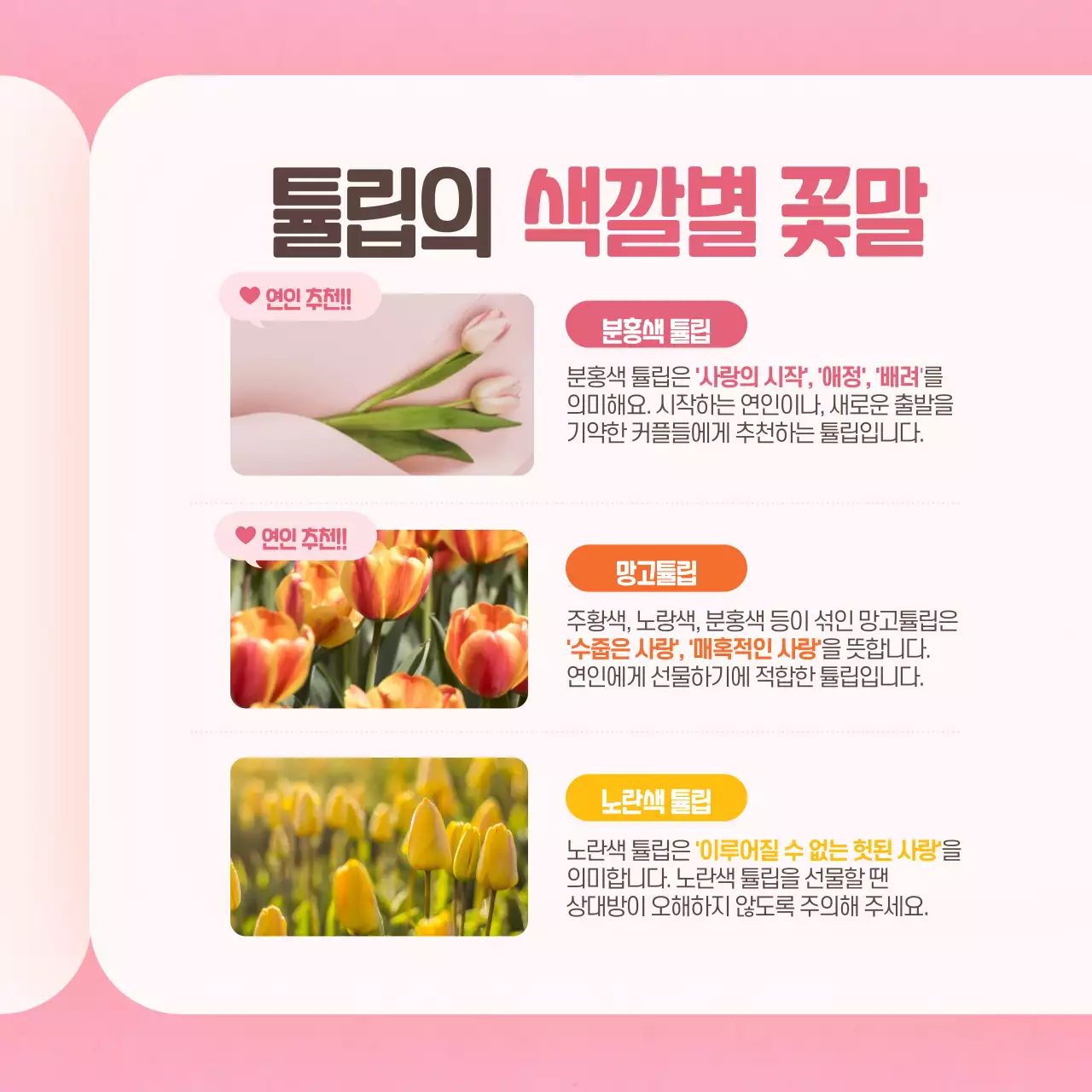 분홍색의 튤립 꽃말사전 카드뉴스 디자인